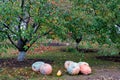 Several ripe pumpkins lie on the ground in the backyard Royalty Free Stock Photo