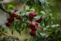 Several ripe red nectarines hanging from the branches of a tree in an orchard