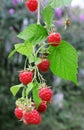 Several ripe red raspberries on the bush Royalty Free Stock Photo