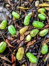 Several ripe star fruit were scattered on the ground