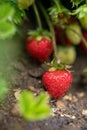 Several ripe strawberries ripened on a bush.