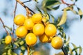 Several ripe yellow cherry plums hanging on branch with green leaves of plum tree illumined by morning sunlight. Royalty Free Stock Photo