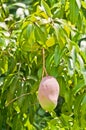 Several, ripening, tropical, mangoes, hanging from a mango tree Royalty Free Stock Photo