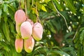 Several, ripening, tropical, mangoes, hanging from a mango tree Royalty Free Stock Photo