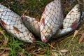 Several of roach fish on the withered grass.