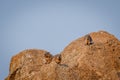 Several Rock hyraxes basking in the sun.