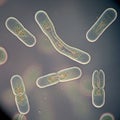 Several rod-shaped bacteria undergoing binary fission, a process of Royalty Free Stock Photo