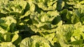 Several Romaine Lettuce Heads in the Field Royalty Free Stock Photo