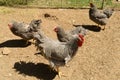 Several Roosters Gathered