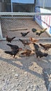 several roosters having lunch together