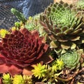 Rosette Succulents grouped together. Square. Closeup.