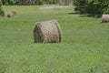 Round Bales of hay in meadow