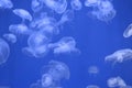 Several round jellyfish hover in clear water Royalty Free Stock Photo