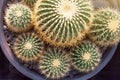 Several round large cacti in a pot, top view Royalty Free Stock Photo