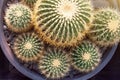 Several round large cacti in a pot, top view
