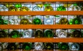 Several rows of empty glass bottle of wines bottoms with sun light backlit