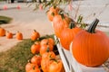 Several rows of fall orange pumpkins at a fall festival at a local pumpkin patch Royalty Free Stock Photo