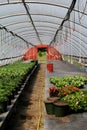 Several rows of plants and flowers on shelving,under greenhouse roof