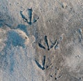 Several seagull footprints in the sand