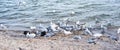 Several seagulls coming for feeding at the border of the lake