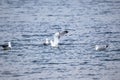 Several seagulls floating on the surface of the water.