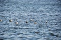 Several seagulls are floating on the waves.