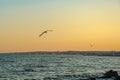 seagulls fly near the coast of the Azov Sea at sunset. Mariupol, Ukraine Royalty Free Stock Photo