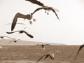 Several seagulls flying above the sea shore monochrome