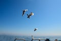 Several seagulls flying over the sea hover over the railing of the ship