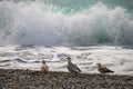 Several seagulls in front of the beach