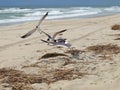 Seagulls Landing on Atlantic Beach