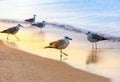 Several seagulls Larus michahellis are standing on a sandy beach on the Black Sea shore