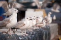 Several seagulls sitting on the tires