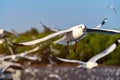 Several seagulls spread wings to fly.