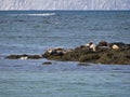 Several seals on a rock covered with algae Royalty Free Stock Photo