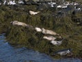 Several seals sunbathe in a small bay Royalty Free Stock Photo
