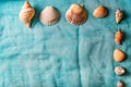 Seashells arranged on cian cloth background