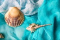 Seashells on cian and white cloth background