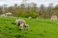 Sheep and lambs grazing in a field