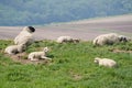 Several sheep resting in a sunny spot