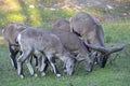 Several sheeps (Pseudois nayaur) eat grass Royalty Free Stock Photo