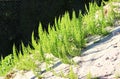 Several shoots of horsetail on a pile of sand similar to a mini coniferous forest.