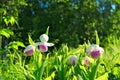 Showy Lady`s-slippers, Cypripedium reginae, Minnesota State Flower