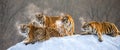 Several siberian tigers on a snowy hill against the background of winter trees. China. Harbin. Mudanjiang province.