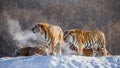Several siberian tigers on a snowy hill against the background of winter trees. China. Harbin. Mudanjiang province.