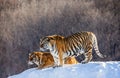 Several siberian tigers are standing on a snow-covered hill and catch prey. China. Harbin. Mudanjiang province. Hengdaohezi park.