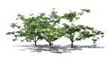 Several Single Mimosa trees