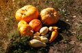 Several sizes, shapes and varieties of pumpkins, against the background of dry grass hay. Autumn season. Thanksgiving Day. Farm Royalty Free Stock Photo