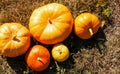 Several sizes, shapes and varieties of pumpkins, against the background of dry grass hay. Autumn season. Thanksgiving Day. Farm Royalty Free Stock Photo