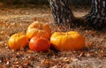 Several sizes, shapes and varieties of pumpkins, against the background of dry grass hay. Autumn season. Thanksgiving Day. Farm Royalty Free Stock Photo